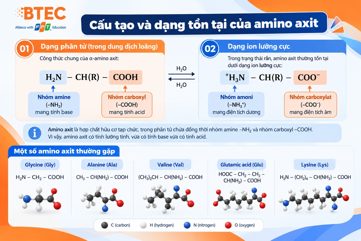 Sơ đồ amino axit chuyển từ dạng phân tử H₂N–CH(R)–COOH sang dạng ion lưỡng cực ⁺H₃N–CH(R)–COO⁻ Amino axit chứa đồng thời nhóm amine –NH₂ và nhóm carboxyl –COOH; trong trạng thái rắn thường tồn tại dưới dạng ion lưỡng cực ⁺H₃N–CH(R)–COO⁻.