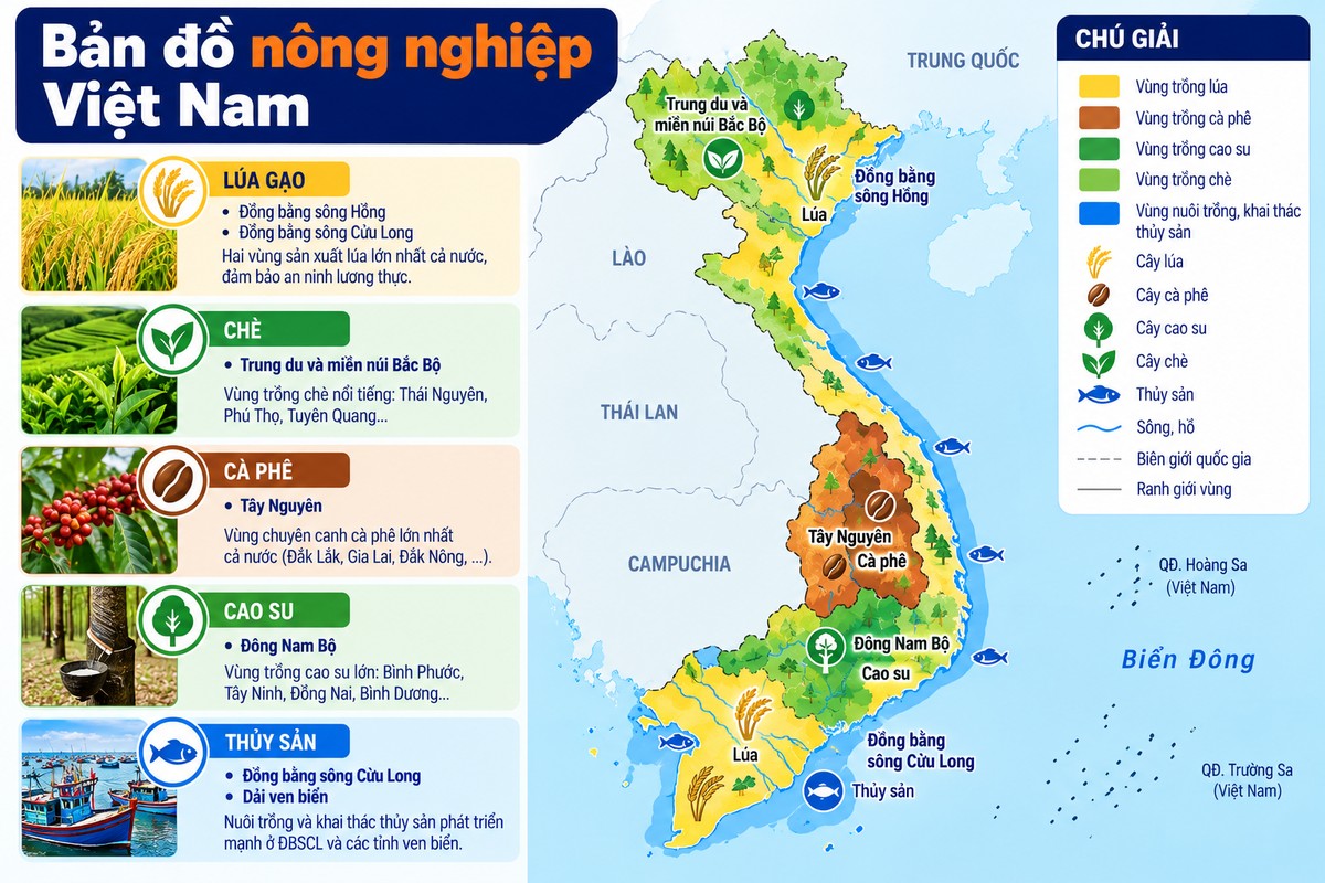 Bản đồ nông nghiệp Việt Nam với vùng lúa, cà phê, cao su, chè và thủy sản bản đồ phân bố các vùng nông nghiệp tiêu biểu của Việt Nam gồm lúa, cà phê, cao su, chè và thủy sản.