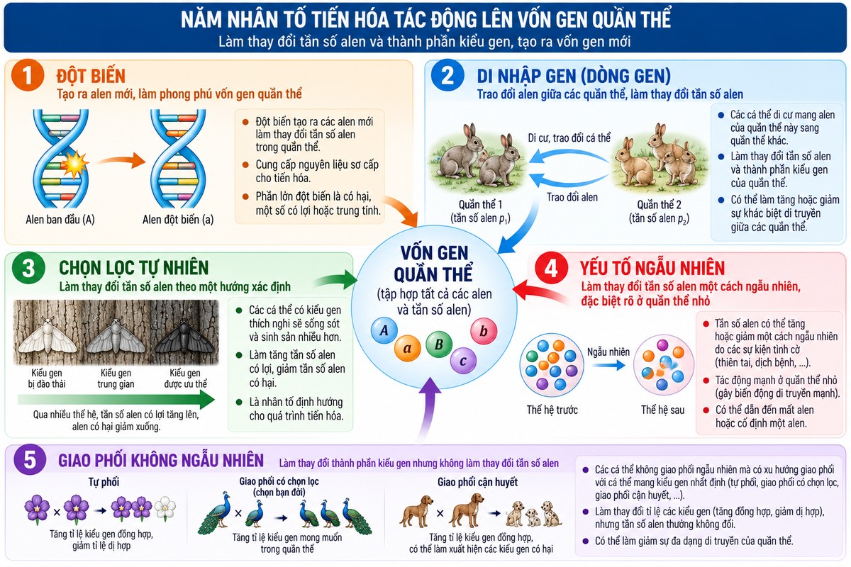 5 nhân tố tiến hóa tác động lên vốn gen quần thể gồm đột biến, di nhập gen, chọn lọc tự nhiên, yếu tố ngẫu nhiên và giao phối không ngẫu nhiên hệ thống 5 nhân tố tiến hóa và cách mỗi nhân tố làm thay đổi tần số alen hoặc thành phần kiểu gen của quần thể.