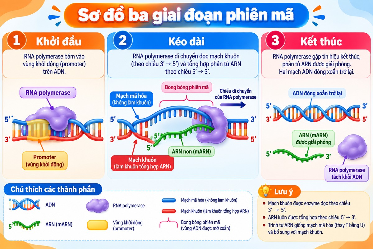 Sơ đồ ba giai đoạn phiên mã gồm khởi đầu, kéo dài và kết thúc với RNA polymerase, mạch khuôn và mạch mã hóa minh họa ba giai đoạn phiên mã: khởi đầu, kéo dài và kết thúc, cùng chiều đọc mạch khuôn và chiều tổng hợp ARN.