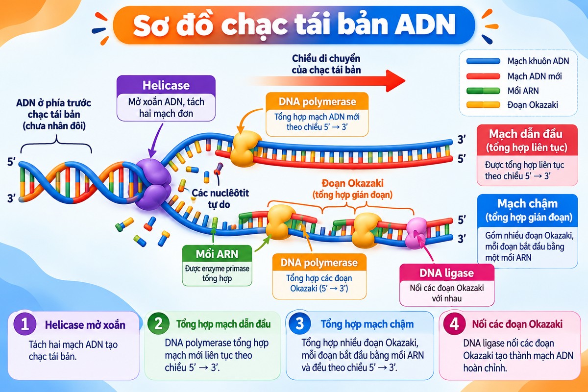 Sơ đồ chạc tái bản ADN với helicase, DNA polymerase, mạch dẫn đầu, mạch chậm, đoạn Okazaki và DNA ligase minh họa chạc tái bản ADN, chiều tổng hợp 5’ → 3’, mạch dẫn đầu, mạch chậm và vai trò của các enzyme chính.