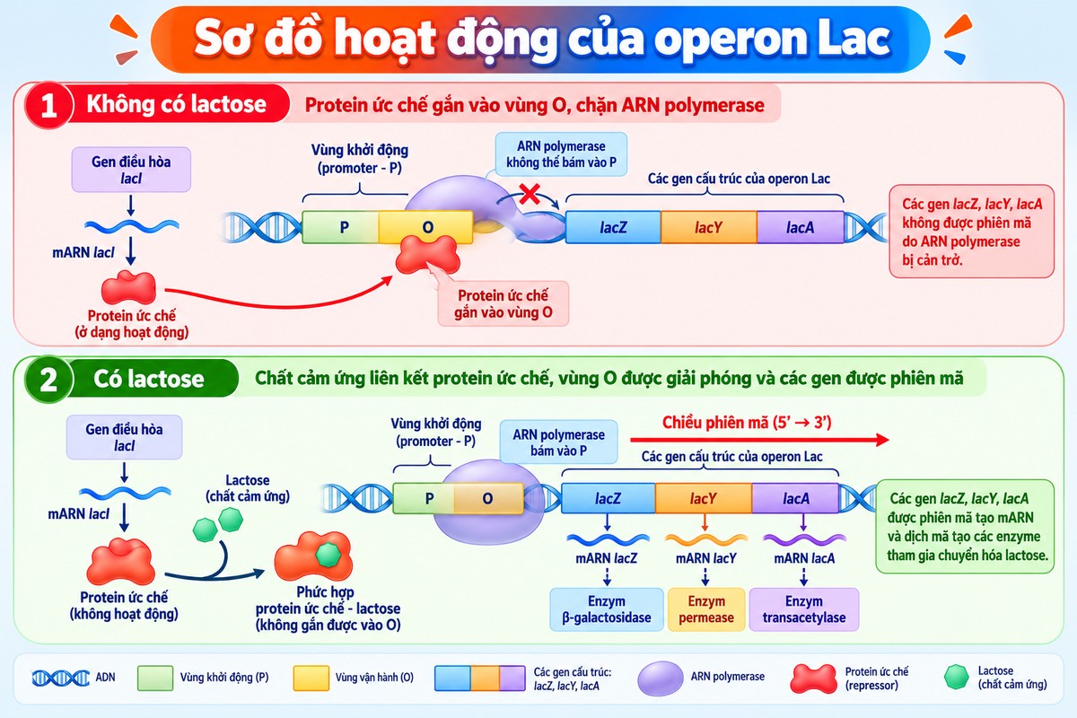 Sơ đồ đối chiếu hai trạng thái operon Lac khi không có lactose và khi có lactose so sánh cơ chế điều hòa operon Lac trong hai trạng thái có và không có lactose.