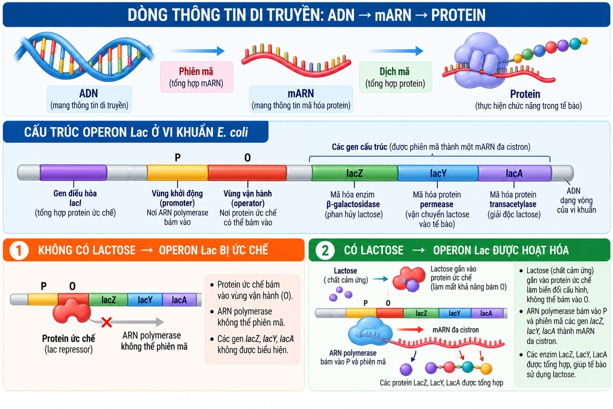 Sơ đồ dòng thông tin ADN → mARN → protein và cơ chế điều hòa operon Lac khi có và không có lactose minh họa dòng thông tin di truyền từ ADN đến protein và cơ chế bật – tắt operon Lac ở vi khuẩn E. coli.