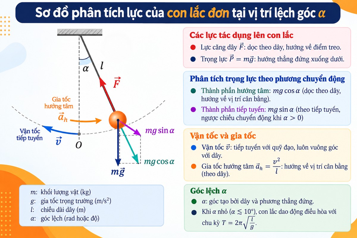 Sơ đồ phân tích lực của con lắc đơn tại vị trí lệch góc α với trọng lực, lực căng, vận tốc tiếp tuyến và gia tốc hướng tâm Sơ đồ minh họa các lực và đại lượng chuyển động của con lắc đơn khi lệch góc \(\alpha\), gồm lực căng dây, trọng lực, các thành phần \(mg\cos\alpha\), \(mg\sin\alpha\), vận tốc tiếp tuyến và gia tốc hướng tâm.