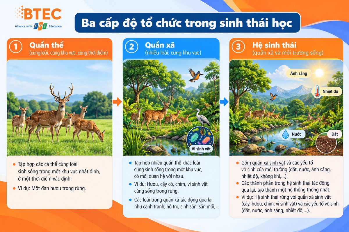 Sơ đồ ba cấp độ quần thể, quần xã và hệ sinh thái với đàn hươu, các loài sinh vật và yếu tố môi trường Ba cấp độ tổ chức trong sinh thái học gồm quần thể, quần xã và hệ sinh thái, từ tập hợp cá thể cùng loài đến cộng đồng sinh vật và các yếu tố vô sinh của môi trường.