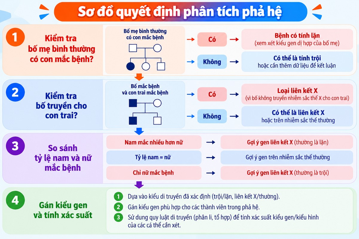 Sơ đồ quyết định phân tích phả hệ gồm xác định tính lặn, kiểm tra liên kết X, so sánh tỷ lệ nam nữ và gán kiểu gen 4 bước giúp phân tích phả hệ: xác định tính trội – lặn, kiểm tra khả năng liên kết X, so sánh tỷ lệ nam nữ mắc bệnh và gán kiểu gen để tính xác suất.