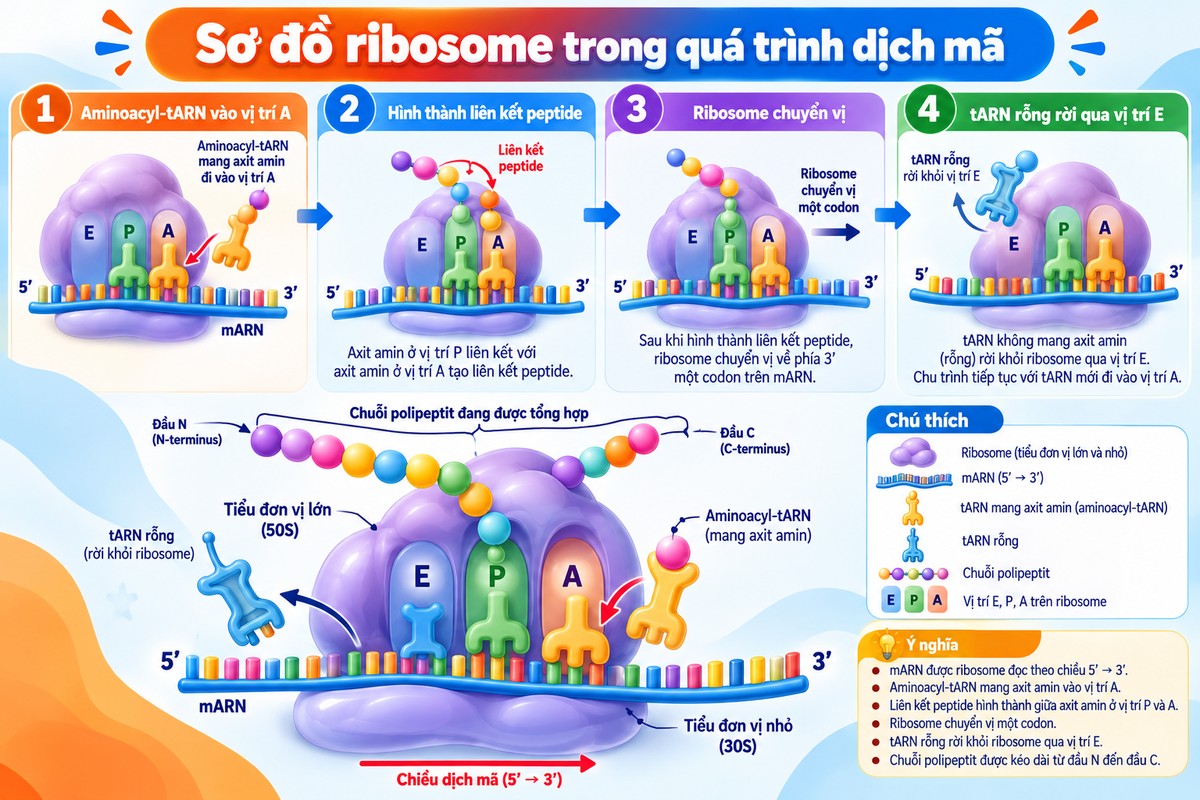 Sơ đồ ribosome với ba vị trí E, P, A trong quá trình dịch mã và tổng hợp chuỗi polypeptide minh họa chu trình dịch mã tại ribosome với ba vị trí E, P, A, aminoacyl-tARN, liên kết peptide và quá trình chuyển vị.