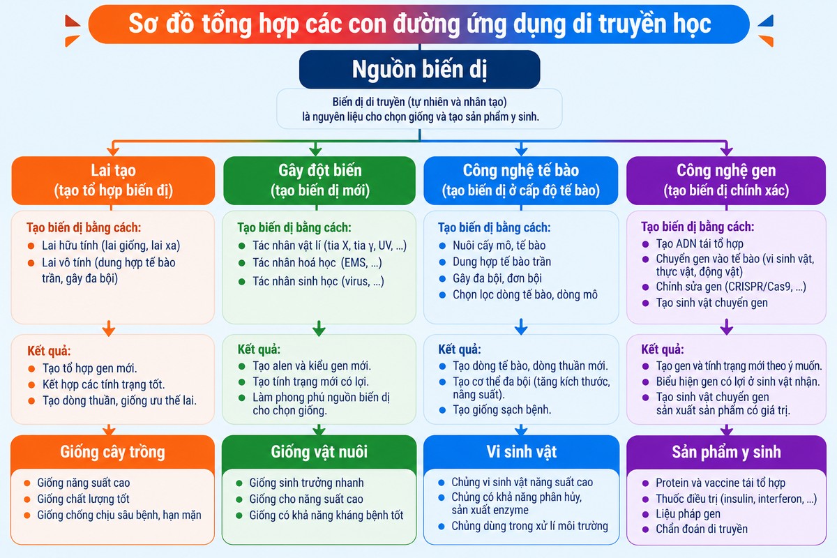 Sơ đồ các con đường ứng dụng di truyền học từ nguồn biến dị đến chọn giống và sản phẩm y sinh tổng hợp bốn hướng ứng dụng di truyền học gồm lai tạo, gây đột biến, công nghệ tế bào và công nghệ gen.