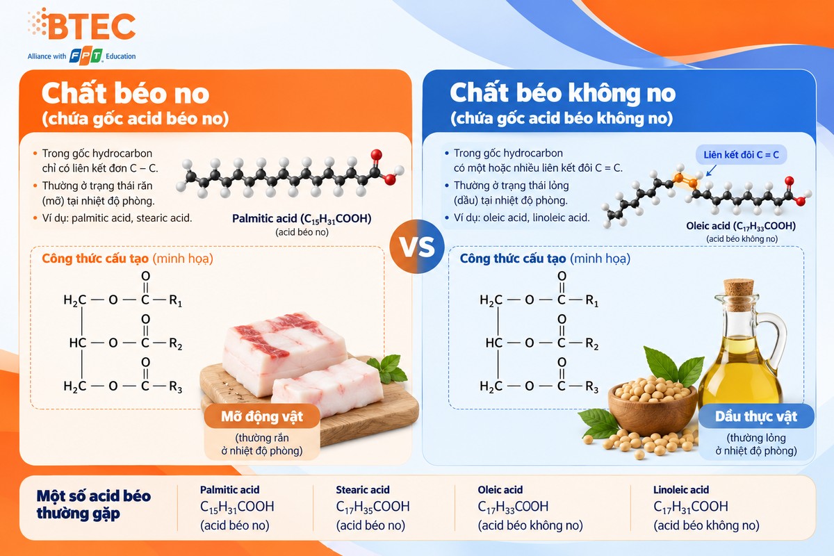 Sơ đồ so sánh chất béo no và chất béo không no, minh họa mỡ động vật, dầu thực vật và liên kết đôi C=C so sánh cấu tạo chất béo no và chất béo không no, minh họa mỡ động vật ở trạng thái rắn, dầu thực vật ở trạng thái lỏng, đồng thời đánh dấu rõ vị trí liên kết đôi C=C trong gốc acid béo không no.